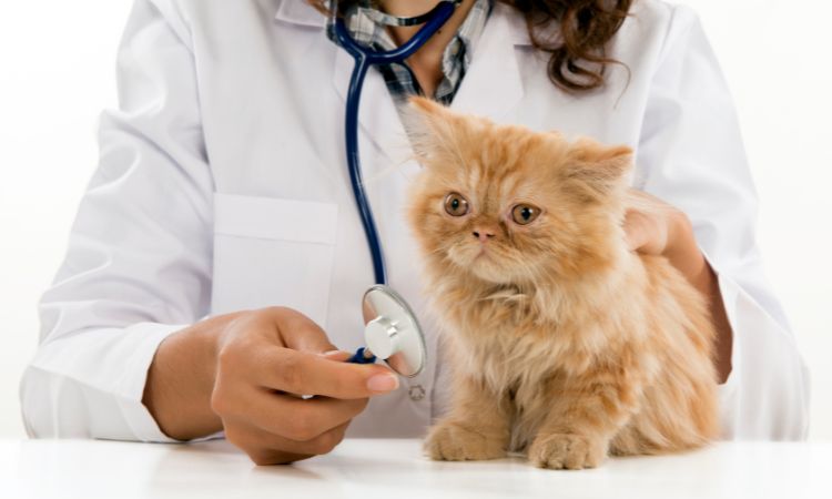 Veterinary Medicines Market