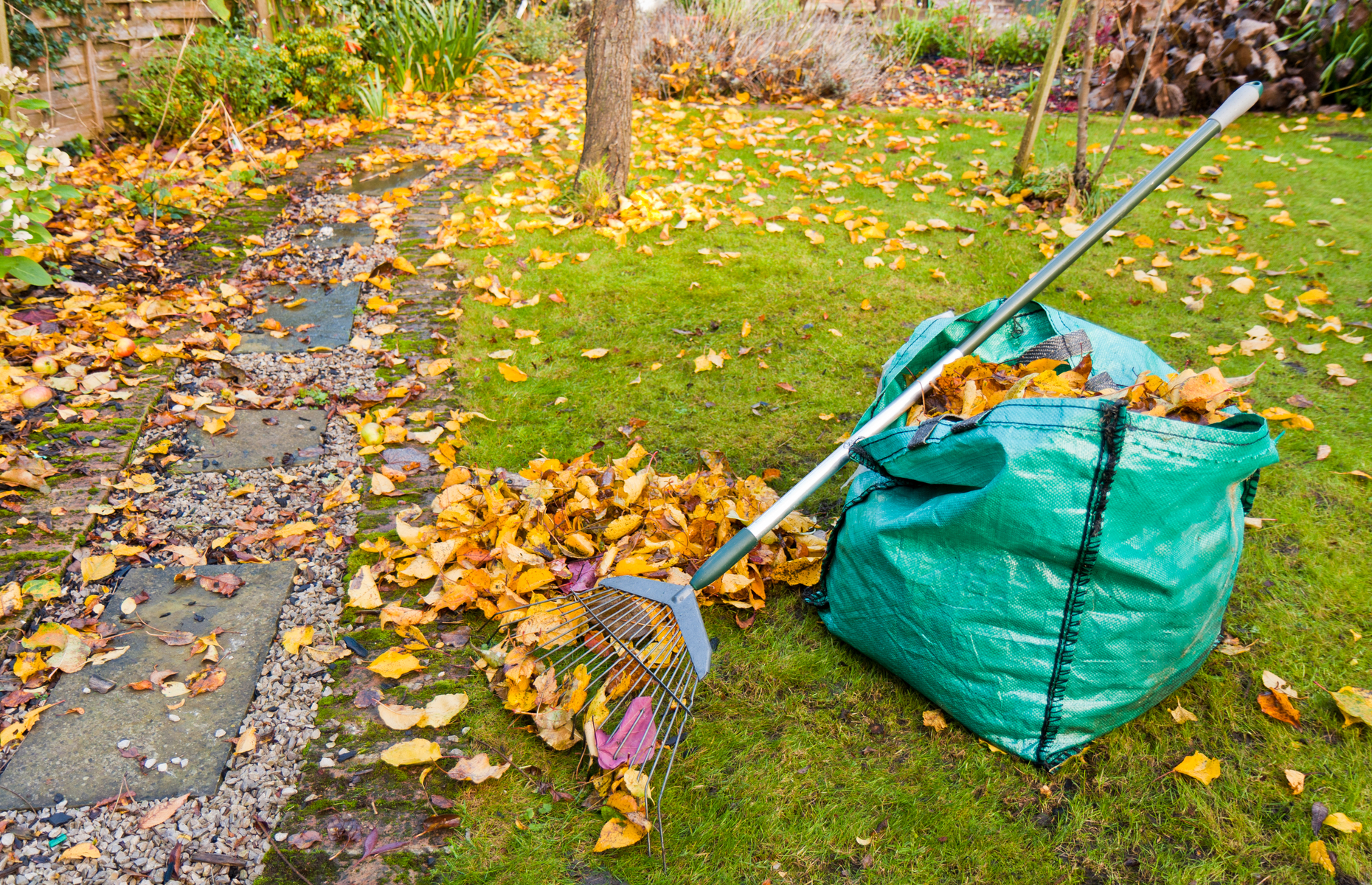 Leaf Removal