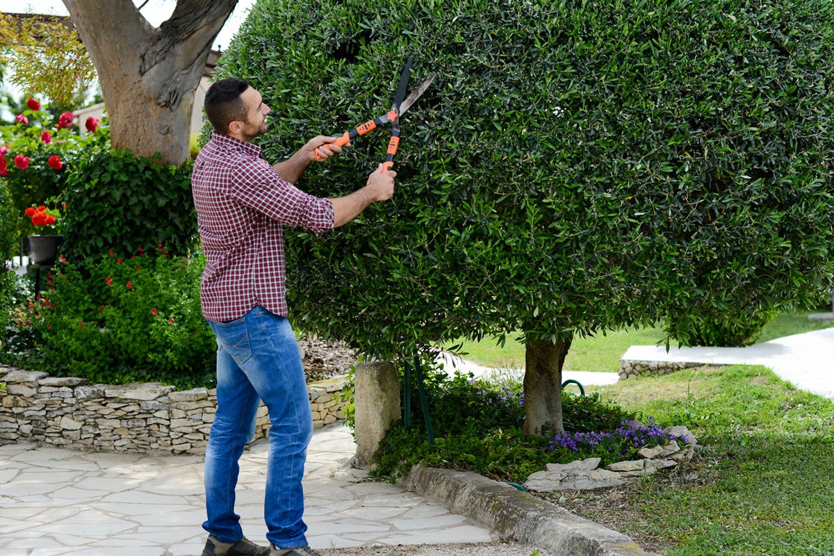 Tree Trimming