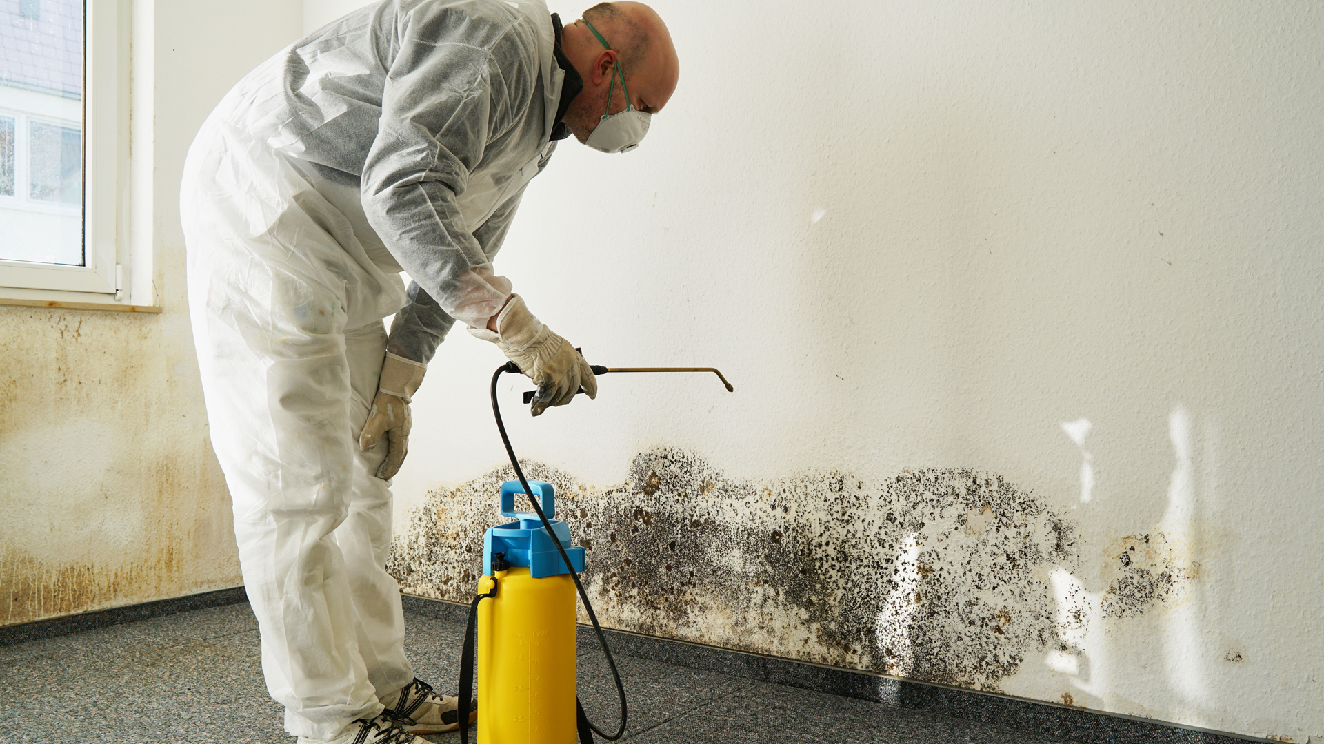 Mold Remediation