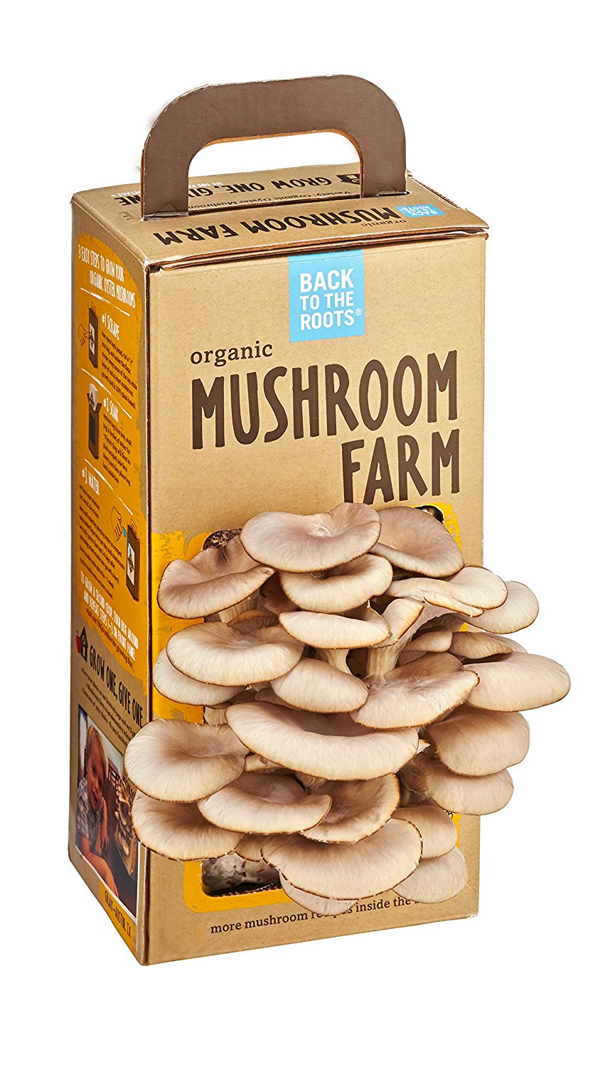Mushroom-boxes