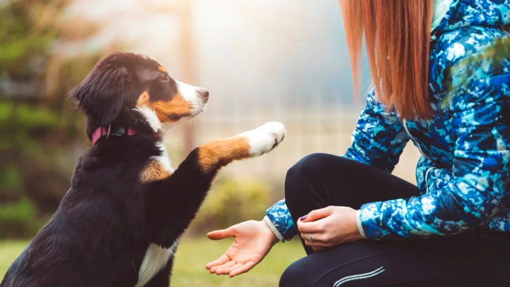 dog-training-treats