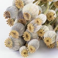 dried poppy pods