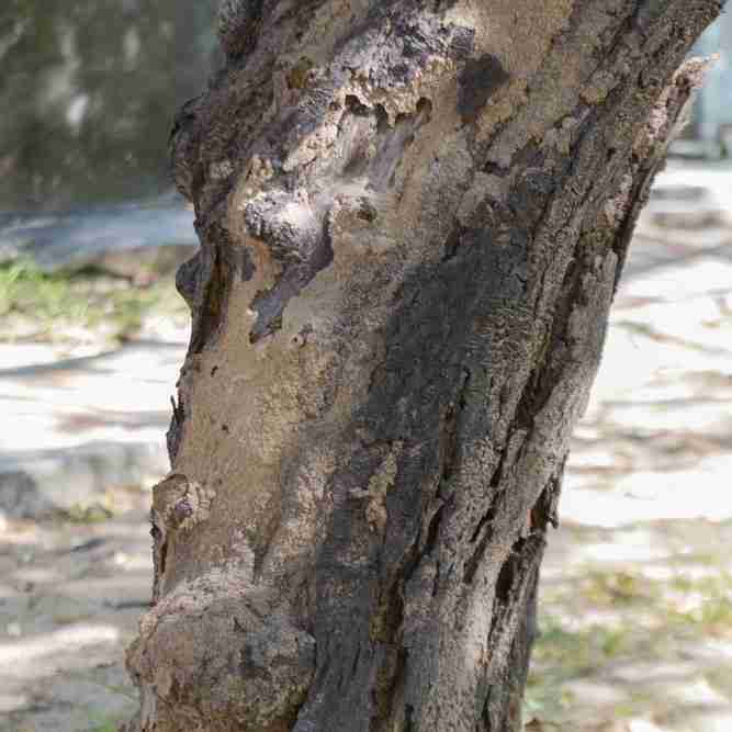 tree stump removal