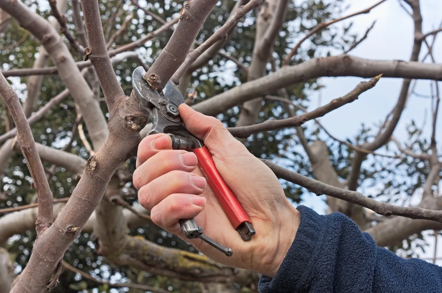 Tree Pruning