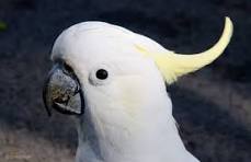 macaws for sale in dallas