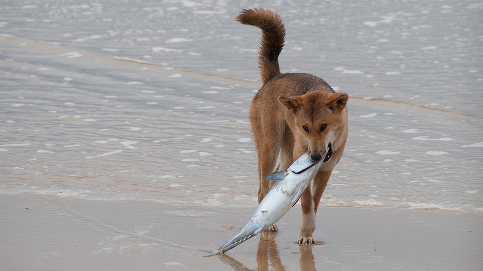 fish-for-dogs