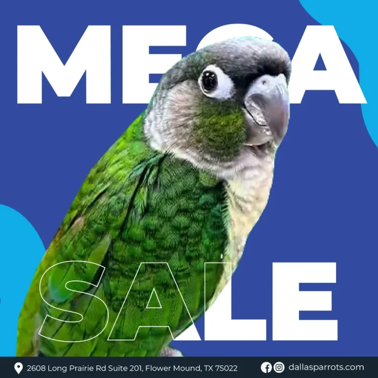 Macaws for Sale by Owner