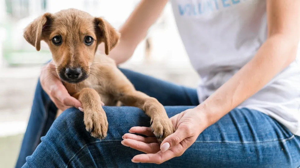 dog adoption stories