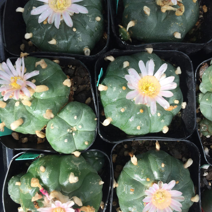 cactus for sale