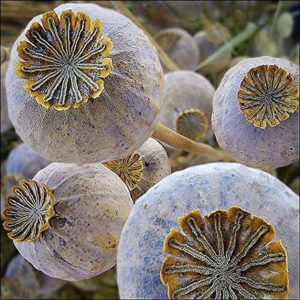 poppy pods