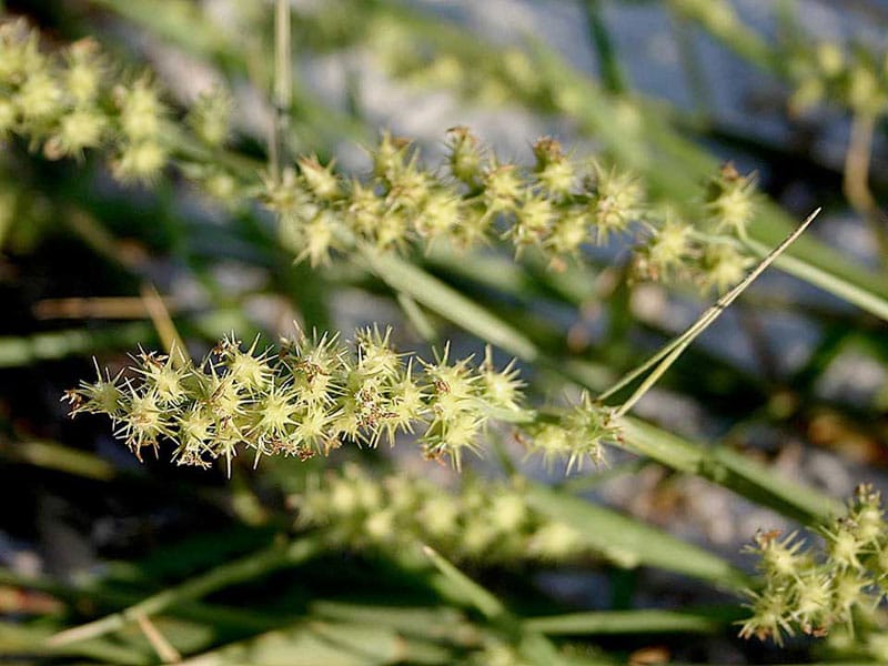Best Weed Killer for Sticker Burrs