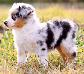 BabyAustralianShepherd