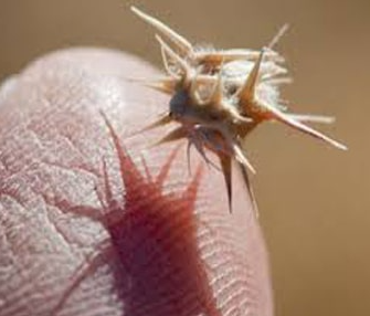Prepare Your Yard Before Summer Outdoor Activities